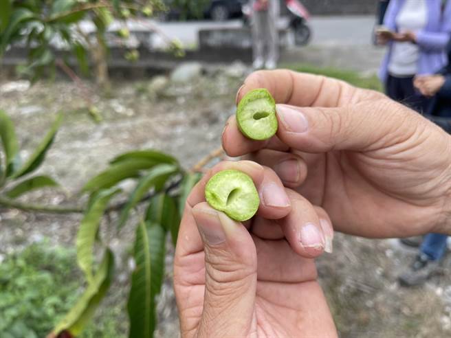 因連續降雨，花蓮新興作物芒果授粉不佳，導致著果不良。（農業處提供／王志偉花蓮傳真）