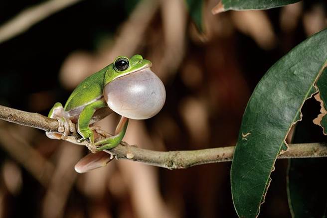 蔡文旭当场建议可将「诸罗树蛙」列为吉祥物参考，指诸罗树蛙是嘉义在地特有种，其成长环境与生态皆可论述。（蔡文旭提供∕吕妍庭嘉义传真）