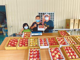高雄那瑪夏水蜜桃 減產價高破紀錄