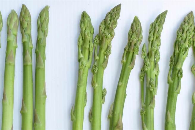 新鲜绿芦笋（左3支）之笋尖饱满抱合，若採收过迟或产品存放多日（右5支）顶端常有明显间隙及出现分枝。（图/本报系资料照片 刘秀芬翻摄）