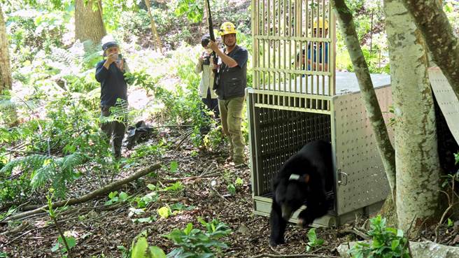 東卯山黑熊野放出籠。（林務局東勢林區管理處提供／林良齊台北傳真）