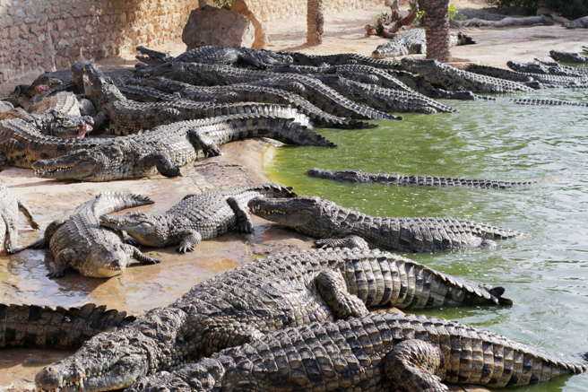 柬埔寨一名男子上厕所时，不小心跌进鱷鱼池，惨遭围攻分食，被救出时全身是伤。(示意图/达志影像)