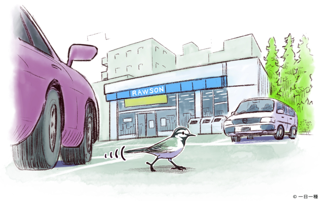 白鹡鸰经常出现在便利商店前面或停车场，也会寻找人类掉落的食物碎屑，但请不要喂食。（图/远流出版提供）