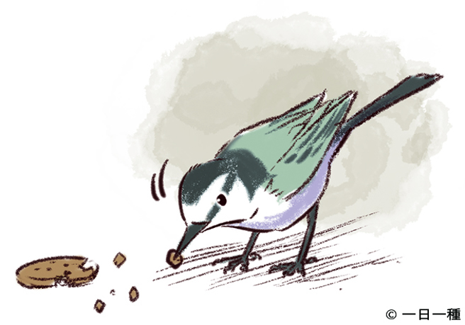 牠们吃人类掉落的麵包屑或聚集在灯光下的昆虫。（图/远流出版提供）