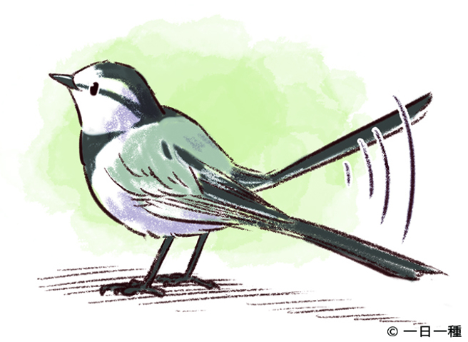 鹡鸰的同类经常会上下摆动尾巴。（图/远流出版提供）