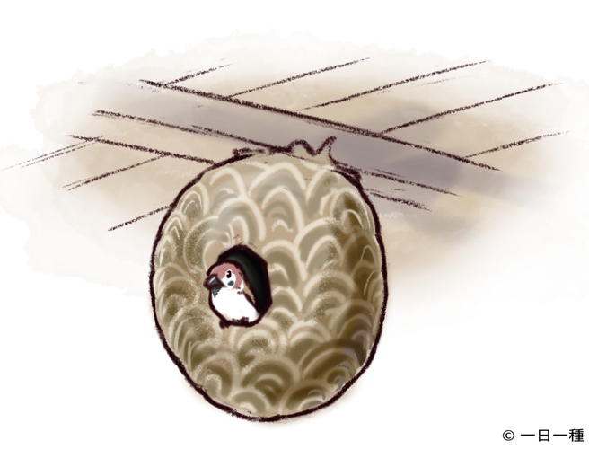 麻雀有时也会利用家燕的巢或胡蜂类的巢。（图／远流远流出版提供）