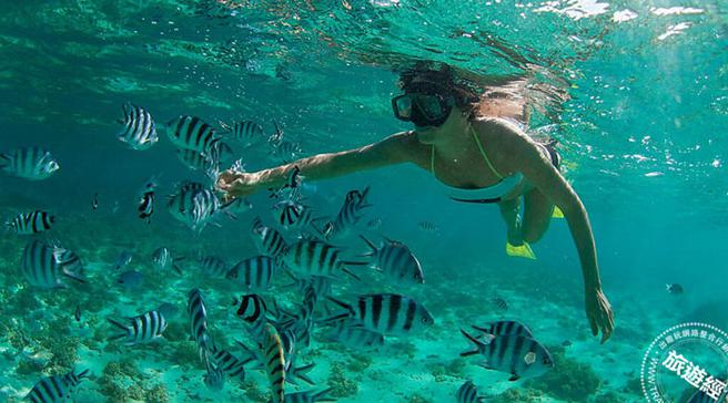 参加七美岛浮潜一日游体验，欣赏特殊的玄武岩景观及海蚀洞，还能潜入海中