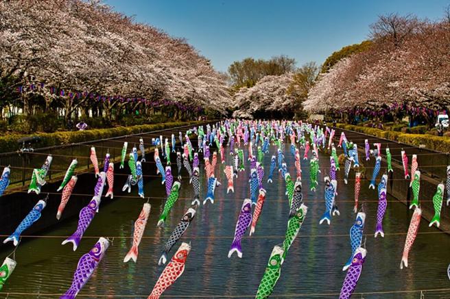 每到春季，群马县鹤生田川就能欣赏鲤鱼旗飞舞震撼美景，搭配两侧樱花盛开相当迷人。　图：写真AC／来源