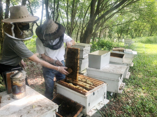 4月12日陈世雄讲座教授带领学生採收蜂蜜。(图/南华大学提供)