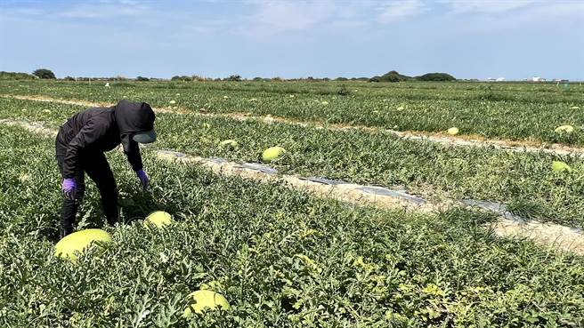 3月霪雨导致台南市西瓜着果率不佳，产量大减，随着产季到来，各地已经陆续採收。（张毓翎摄）