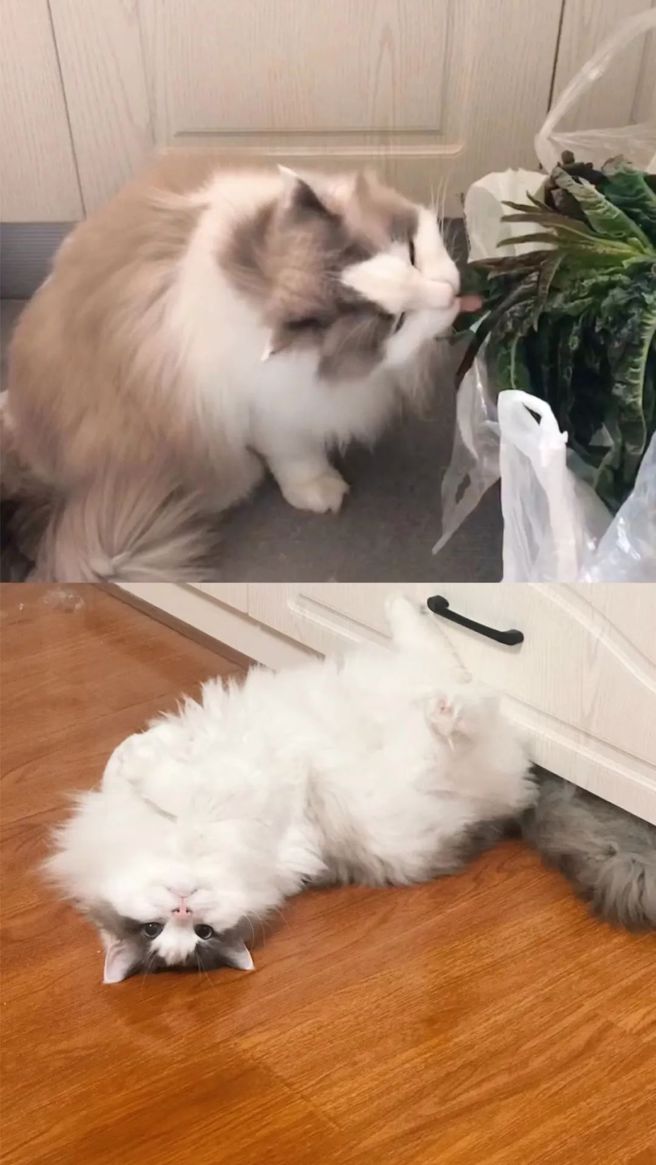 試圖萌混過關。（作者提供）