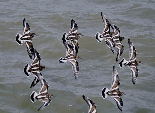 金門國家級重要溼地慈湖擁有豐富生態資源，鳥類是當地主要居民和過客。（李金生攝）