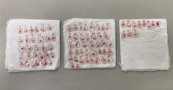 網友發揮神技殺了數十隻蚊子，並將屍體一一排列放在衛生紙上，還用紅筆標示數字，並在一旁用手機顯示佛祖圖與播放佛經，希望能蚊子們「一路好走」。（翻攝自臉書「爆廢公社二館」）