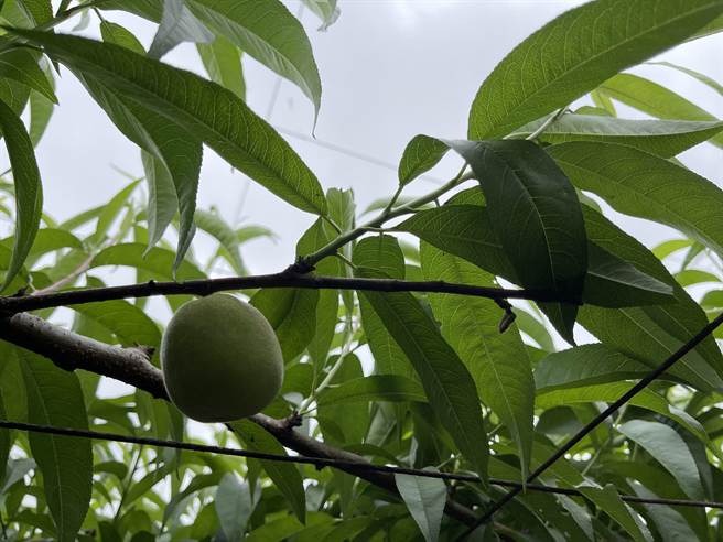 今年2月寒流造成台中市桃严重受损，现金补助即日起可申请。（台中市农业局提供）