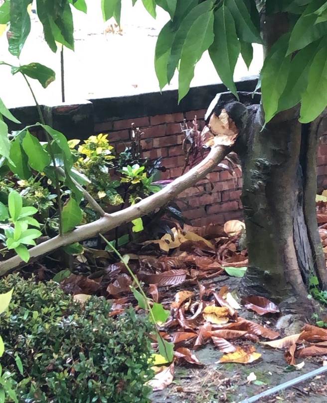 台南後壁長短樹下冰雹。(讀者提供／劉秀芬台南傳真)