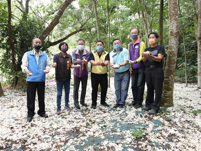 每年4至5月是油桐花盛开季节，彰化县员林市藤山步道的油桐花秘境的油桐花盛开，昨日深夜强降雨打落不少油桐花，扑满整个藤山步道形成花毯。（公所提供／吴建辉彰化传真）
