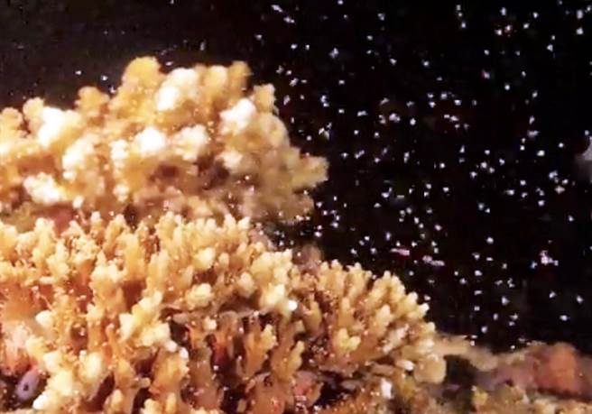 垦丁海域珊瑚每年约在妈祖生前后夜晚，集体大量释放精卵束，此刻海下如点点繁星般美丽。（摘自垦管处脸书／林和生屏东传真）