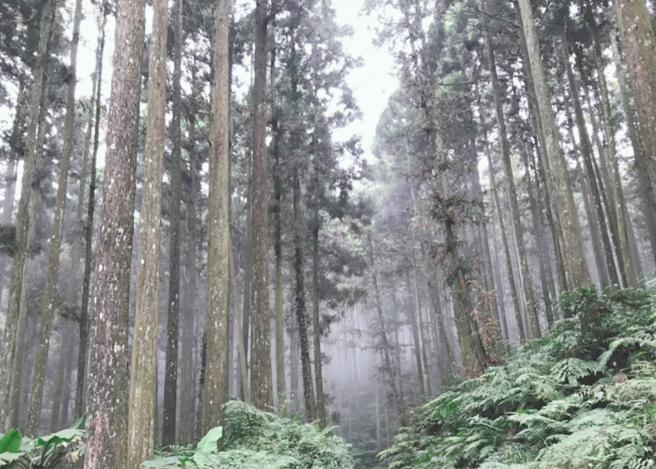 誰砍掉最多台灣樹  日本人或國民政府？(圖/愛傳媒提供)