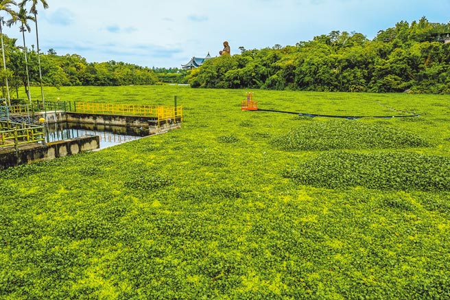 峨眉湖水质优养化孳生布袋莲，让湖面变成「青青草原」。（罗浚滨摄）