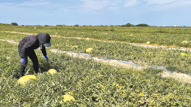 台南西瓜产季到来，各地已经陆续採收，但受气候影响，今年产量大减。（张毓翎摄）