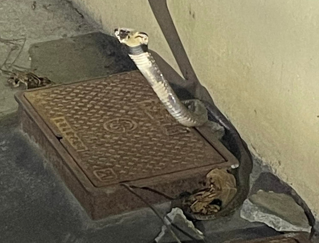 一名外送员22日晚间在送餐时，遇上眼镜蛇。（翻摄自脸书社团《爆废公社公开版》）