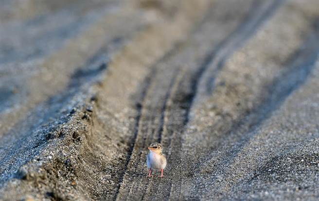 夏候鸟小燕鸥繁殖季将至，台东环团呼吁遵守「5不原则」。（庄哲权摄）