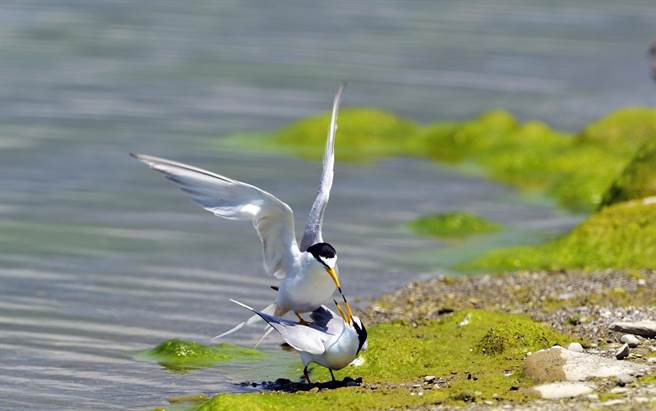 夏候鸟小燕鸥繁殖季将至，台东环团呼吁遵守「5不原则」。（庄哲权摄）