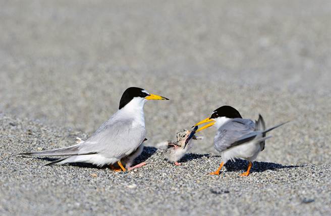 夏候鸟小燕鸥繁殖季将至，台东环团呼吁遵守「5不原则」。（庄哲权摄）