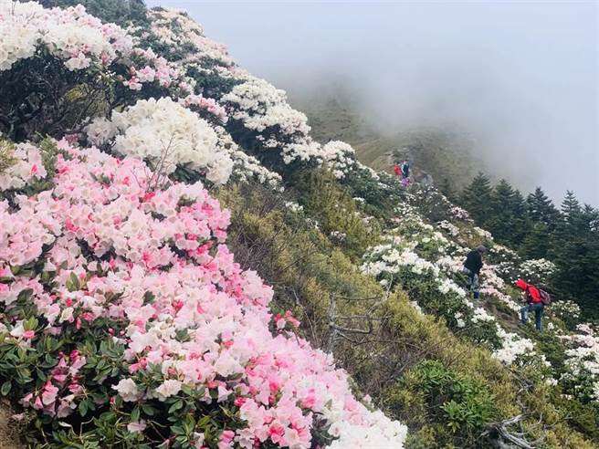 合欢群峰包括主峰、东峰、北峰及石门山，还有邻近的小奇莱，都是欣赏玉山杜鹃的重要景点。（廖志晃摄）