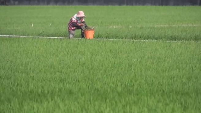 在陣風吹拂下，稻田裡出現陣陣綠色稻浪。（翻攝影片）