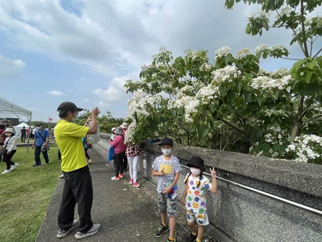 2022桃园客家桐花祭登场，龙潭客家文化馆桐花盛开吸引民眾拍照。（吕筱蝉摄）