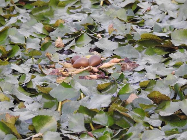 台南市官田區水雉生態教育園區巡守員23日在下營區發現今年第1巢水雉下蛋巢位。（水雉生態教育園區提供／劉秀芬台南傳真）