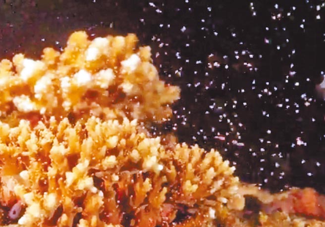 墾丁海域珊瑚每年約在媽祖生日前後夜晚，集體大量釋放精卵束，此刻海下如點點繁星般美麗。（摘自墾管處臉書／林和生屏東傳真）