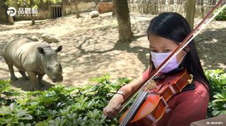 品觀點│壽山動物園首場提琴演奏   琴聲悠揚緩解施工壓力