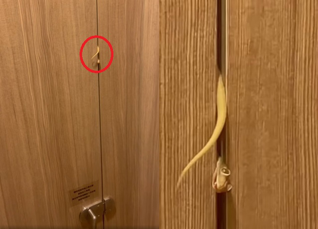 有名正妹在百貨公司上廁所，驚見門縫有隻壁虎被卡住「尾巴左右搖擺」，讓她不斷哀喊要怎麼出去。（翻攝自臉書爆廢公社公開版）