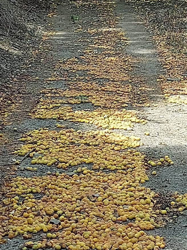 对于青梅掉落满地，高雄市桃源区民代表会主席王正国表示相当心痛。农业局对此已经展开收购计画。（王正国提供／林瑞益高雄传真）