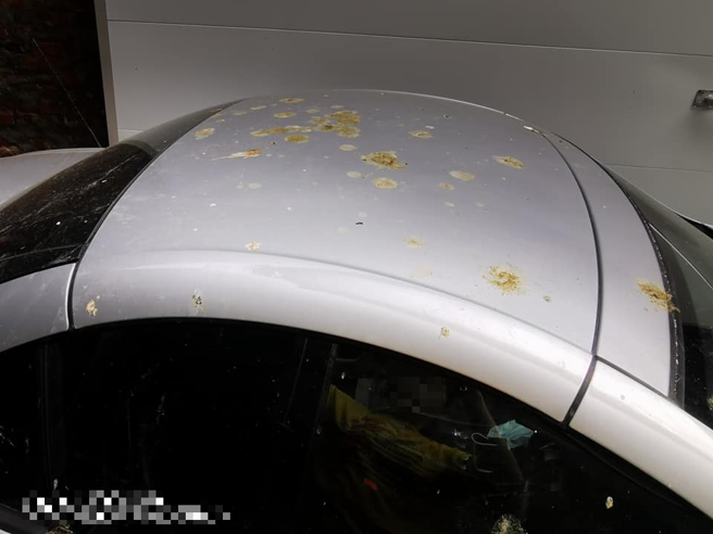 有名女子怒怨鸽子乱「落赛」滴满整车，她崩溃问难道只能架网子杀吗？（翻摄自脸书我是芦洲人）