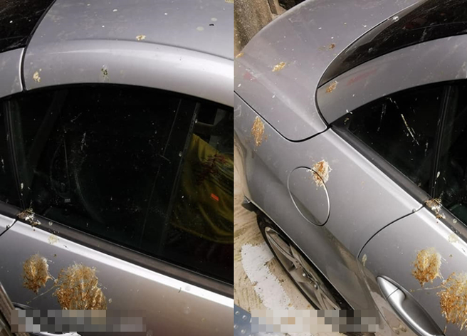 有名女子怒怨鸽子乱「落赛」滴满整车，她崩溃问难道只能架网子杀吗？（翻摄自脸书我是芦洲人）