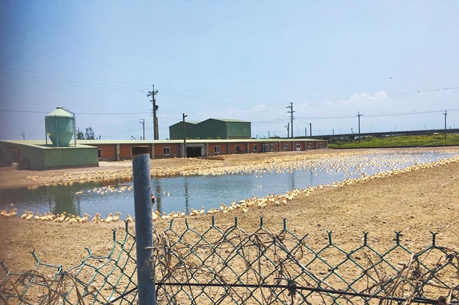 大甲環保復育公園東側露天養鴨場，放養上萬隻鴨，長期發出惡臭，附近居民長期苦不堪言。（建興里長蔡明河提供／陳淑娥台中傳真）