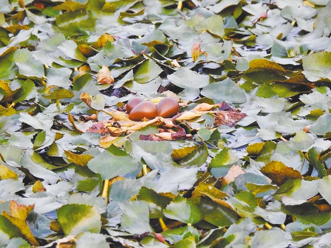 台南市官田区水雉生态教育园区巡守员22日在下营区发现今年第1巢水雉下蛋巢位。（水雉生态教育园区提供／刘秀芬台南传真）