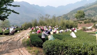 台灣人在大陸》大陸種茶20餘年：在這裡發展比較安心