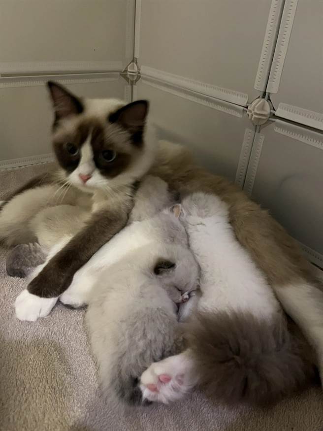 新北市動保處在永和依住家查獲私下繁殖的未絕育布偶成貓及其所生的仔貓。（新北市動保處提供）