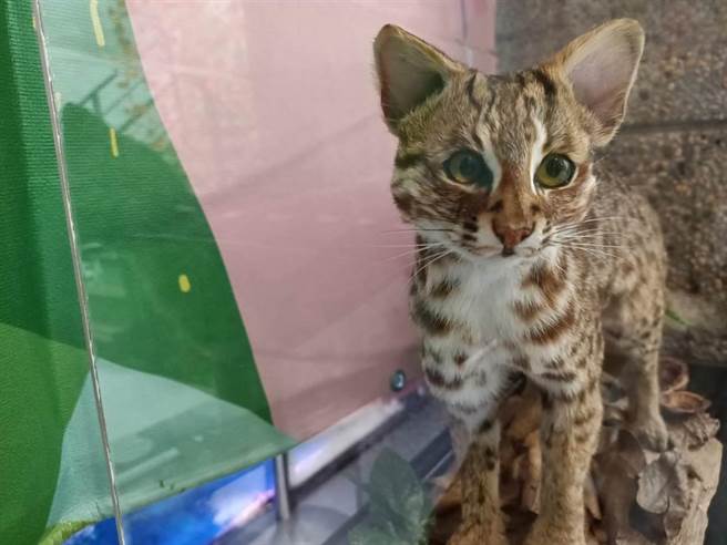 苗栗县府针对石虎全面普查。（新竹林管处提供／李京升苗栗传真）