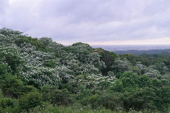 原本应该绿油油的山脉竟然覆盖一层白雪，吸引民眾驻足拍照，而走上前定睛一看，才发现原来是油桐花。(吴建辉摄)