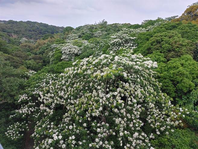 横跨八卦山的139县道，最近许多民眾开车、骑车经过时都忍不住惊嘆「下雪了」。(吴建辉摄)