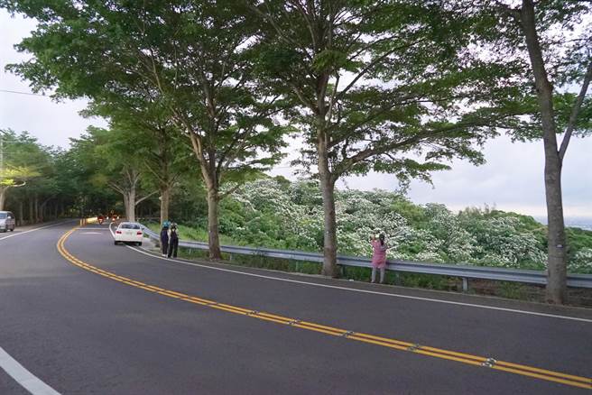 村长提醒民眾要停车赏花时，要注意停车位置，不要停在盲湾处影响其他用路人，加上139县道车速通常较快，在赏花的同时也要注意路况，保障自己的安全。(吴建辉摄)