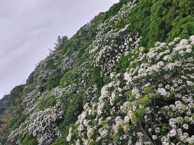 雪白花球覆盖在山林间，好似下雪一样，当地社区发展协会表示，目前算是爆开近9成了，也欢迎民眾到芬园赏雪。(吴建辉摄)