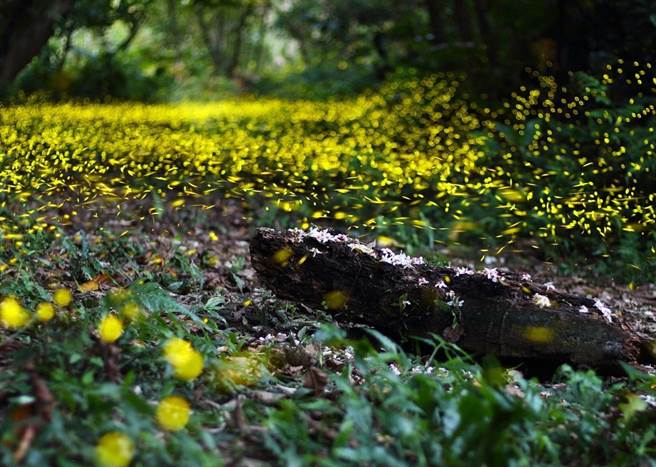 每年4月至5月是东北角风景区，赏鲸豚、萤火虫及百合花最佳欣赏季节。（交通部观光局东北角暨宜兰海岸国家风景区管理处提供／吴佩蓉宜兰传真）