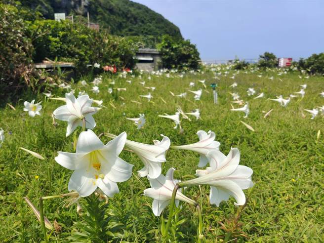 岛上的百合花也进入盛开期，游客只要登上龟山岛步行约5分钟就可欣赏到大片绝美花海。（交通部观光局东北角暨宜兰海岸国家风景区管理处提供／吴佩蓉宜兰传真）