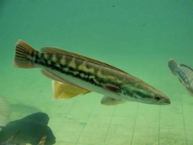 郭姓钓客表示，台湾鱼虎已经泛滥太严重，一定钓不完，只希望能减少伤害。（郭姓钓客提供／张毓翎台南传真）